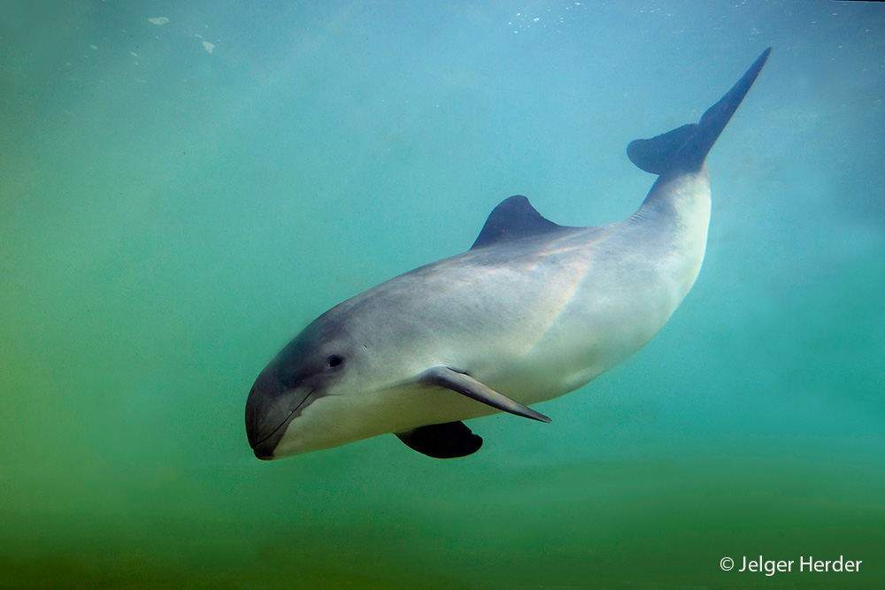 Phocoena phocoena (door Jelger Herder)