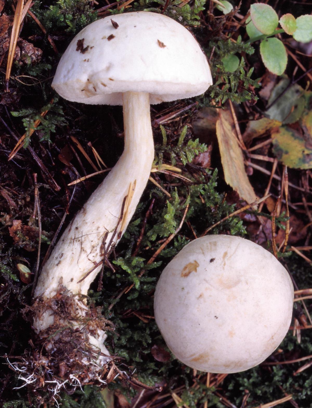 Leccinum cyaneobasileucum var. cyaneobasileucum (door Chiel Noordeloos)