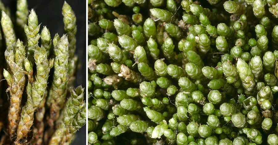 Bryum argenteum (door Norbert Stapper)