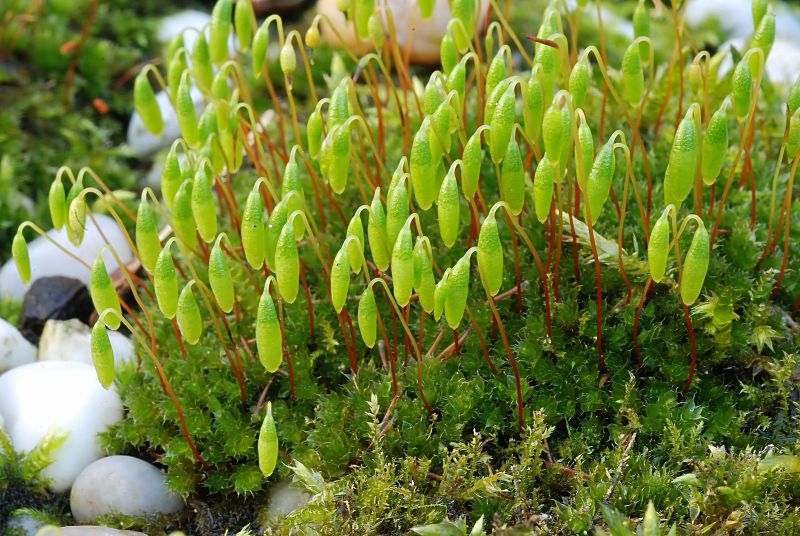 Bryum capillare (door Arjan de Groot)