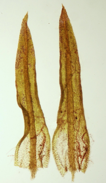 Bryoerythrophyllum recurvirostre (door Jan Kersten)