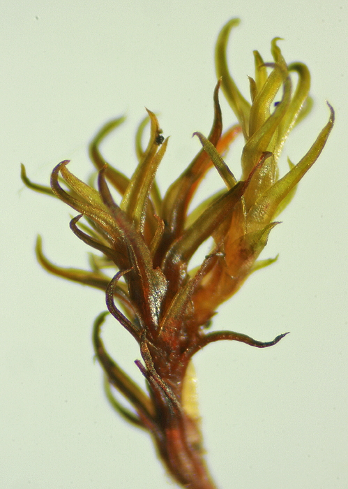 Bryoerythrophyllum recurvirostre (door Jan Kersten)