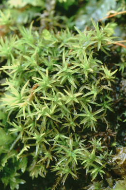 Bryoerythrophyllum recurvirostre (door Klaas van der Veen)