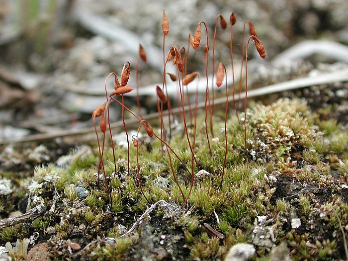 Bryum algovicum (door Michael Lueth (www.milueth.de))