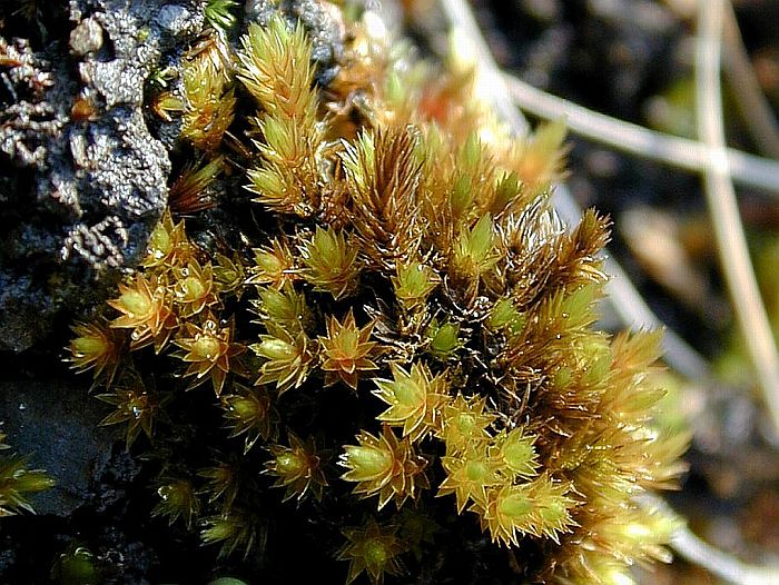 Bryum alpinum (door Michael Lueth (www.milueth.de))