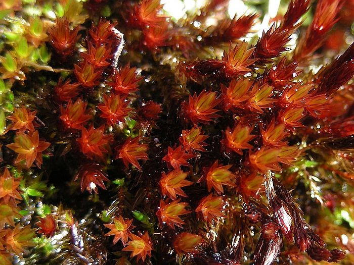 Bryum alpinum (door Michael Lueth (www.milueth.de))