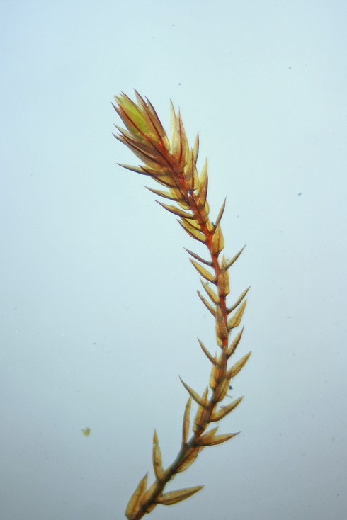 Bryum alpinum (door Jan Kersten)