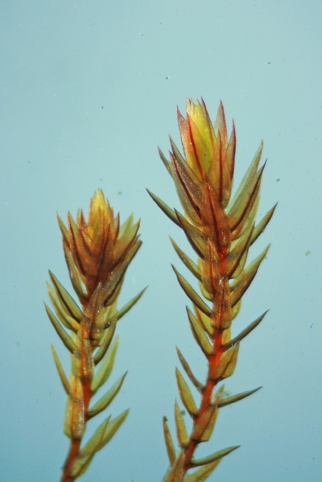 Bryum alpinum (door Jan Kersten)