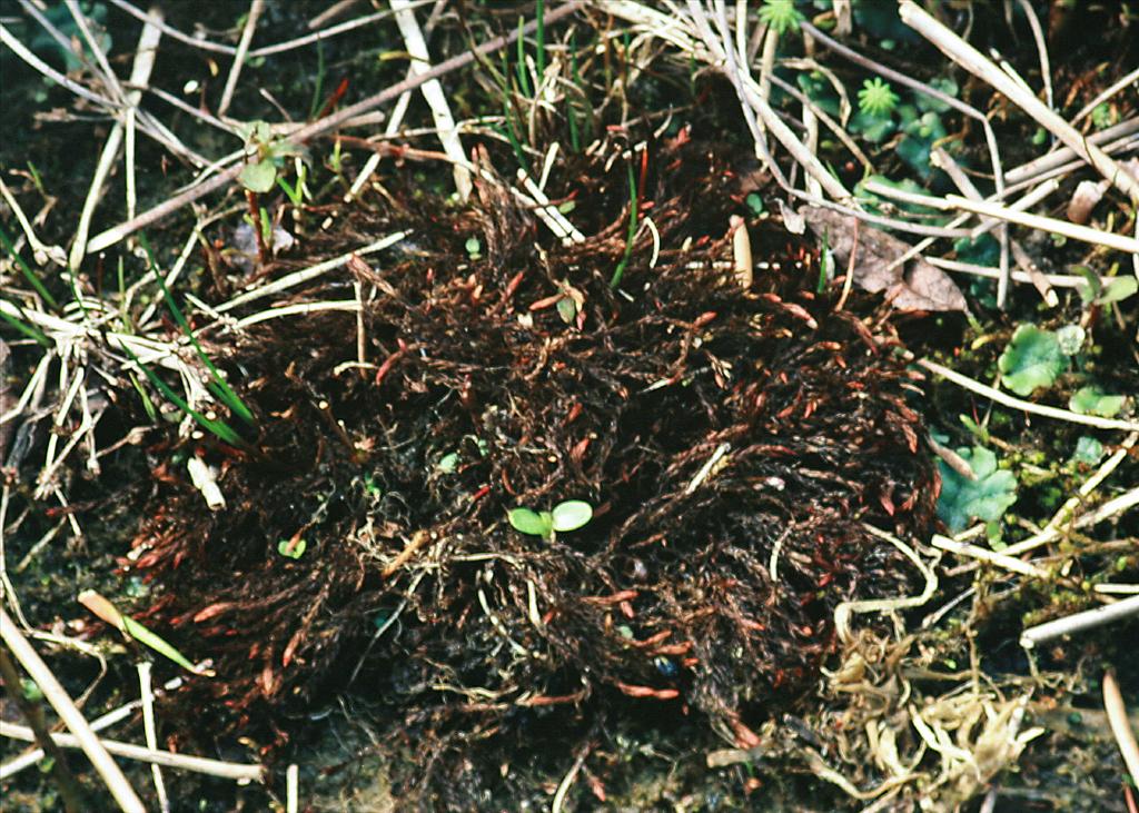 Bryum alpinum (door Jan Kersten)