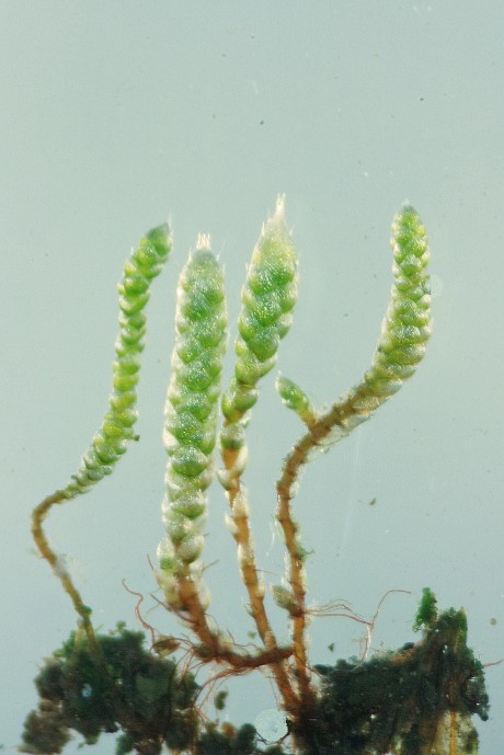 Bryum argenteum (door Jan Kersten)