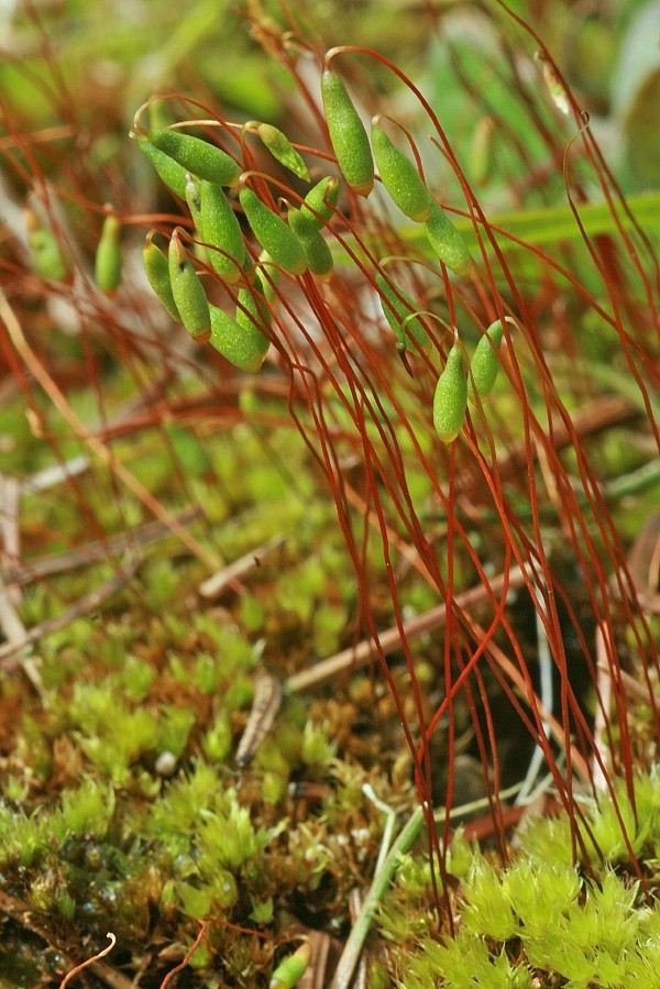 Bryum caespiticium (door Jan Kersten)