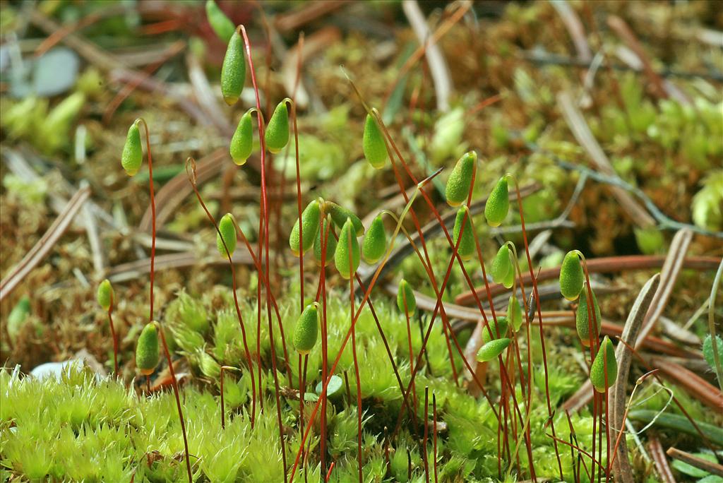 Bryum caespiticium (door Jan Kersten)