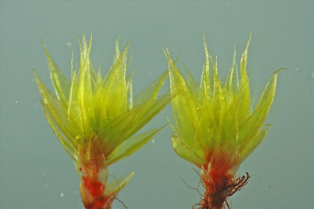 Bryum caespiticium (door Jan Kersten)