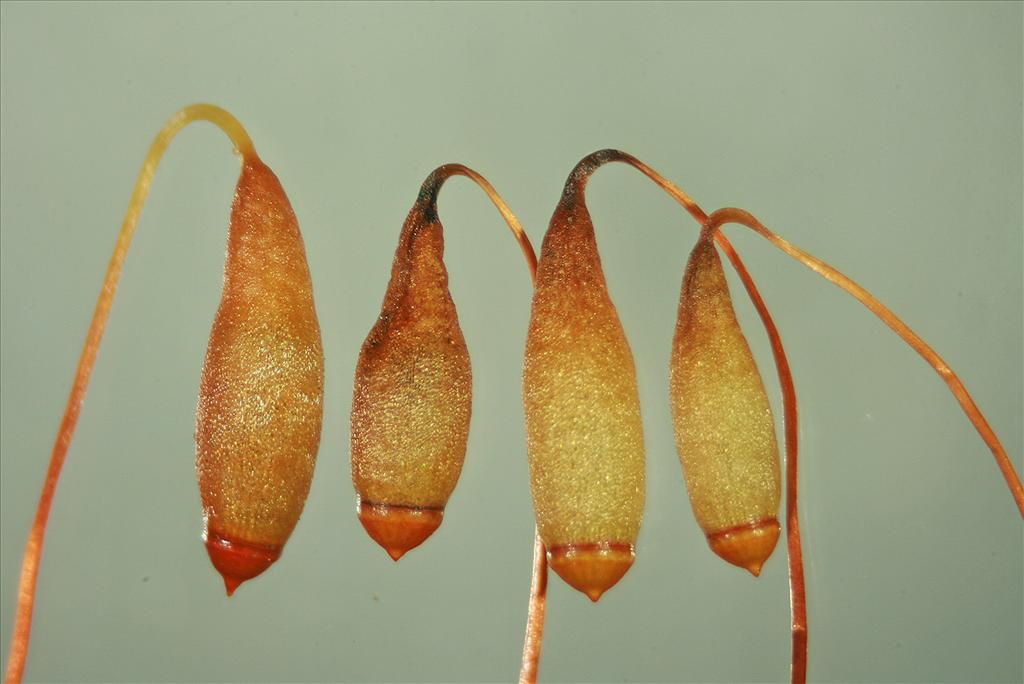 Bryum caespiticium (door Jan Kersten)