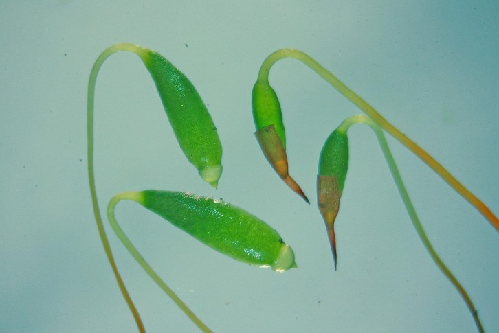 Bryum capillare (door Jan Kersten)