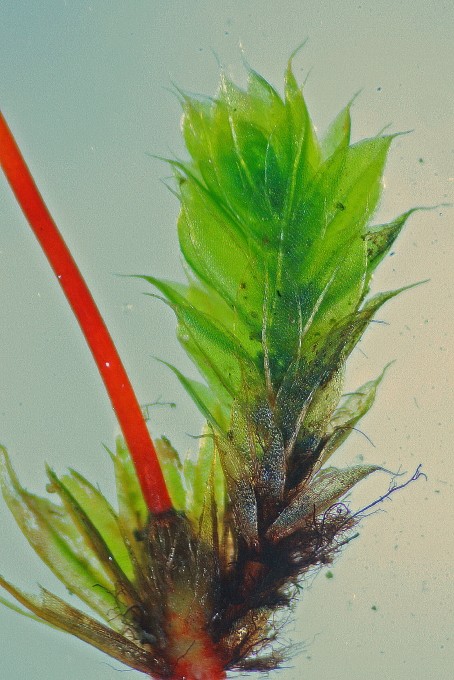 Bryum capillare (door Jan Kersten)