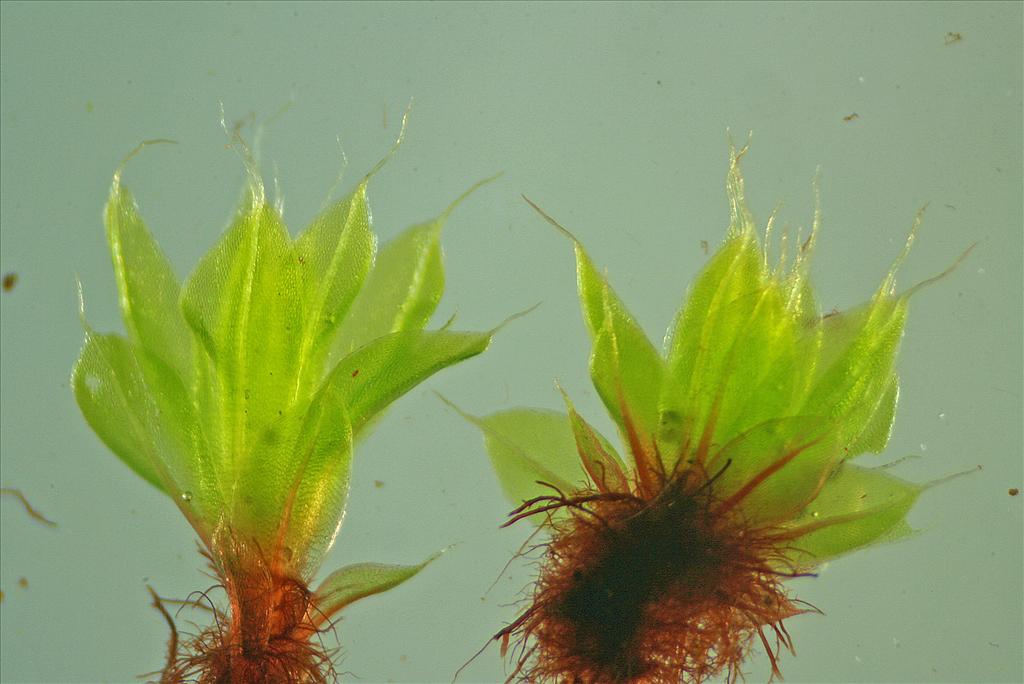 Bryum capillare (door Jan Kersten)