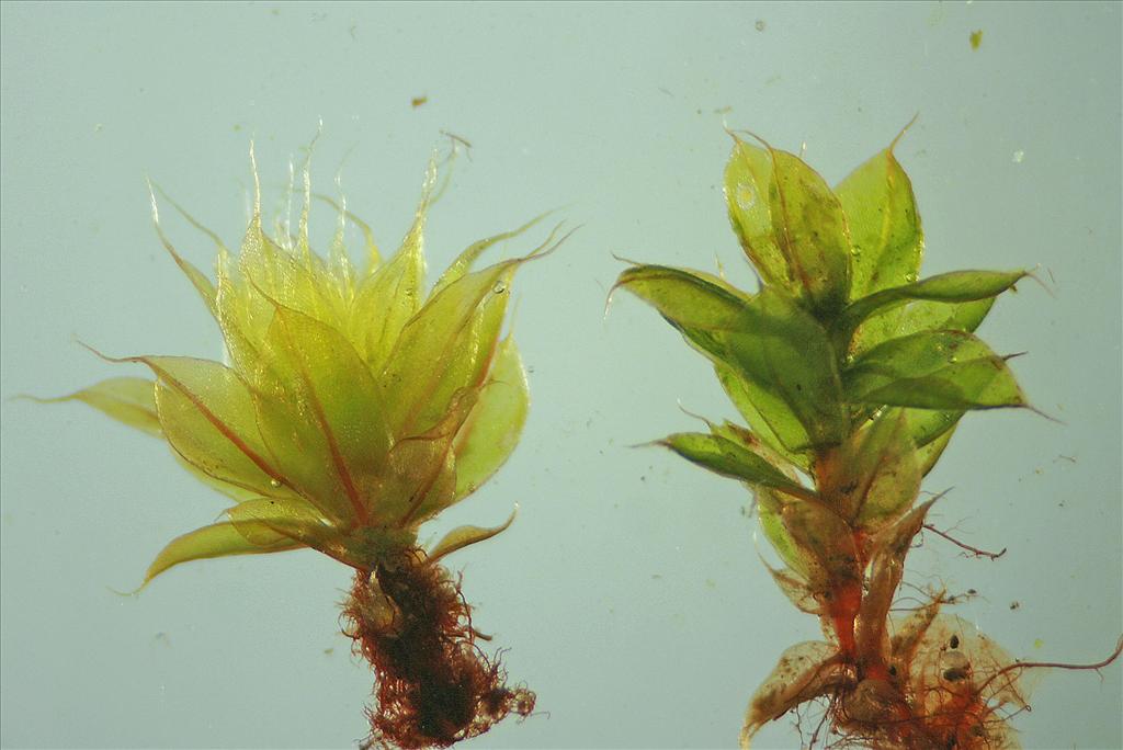 Bryum capillare (door Jan Kersten)