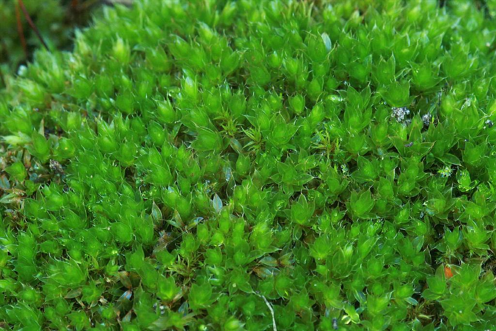 Bryum capillare (door Jan Kersten)