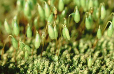 Bryum capillare (door Klaas van der Veen)