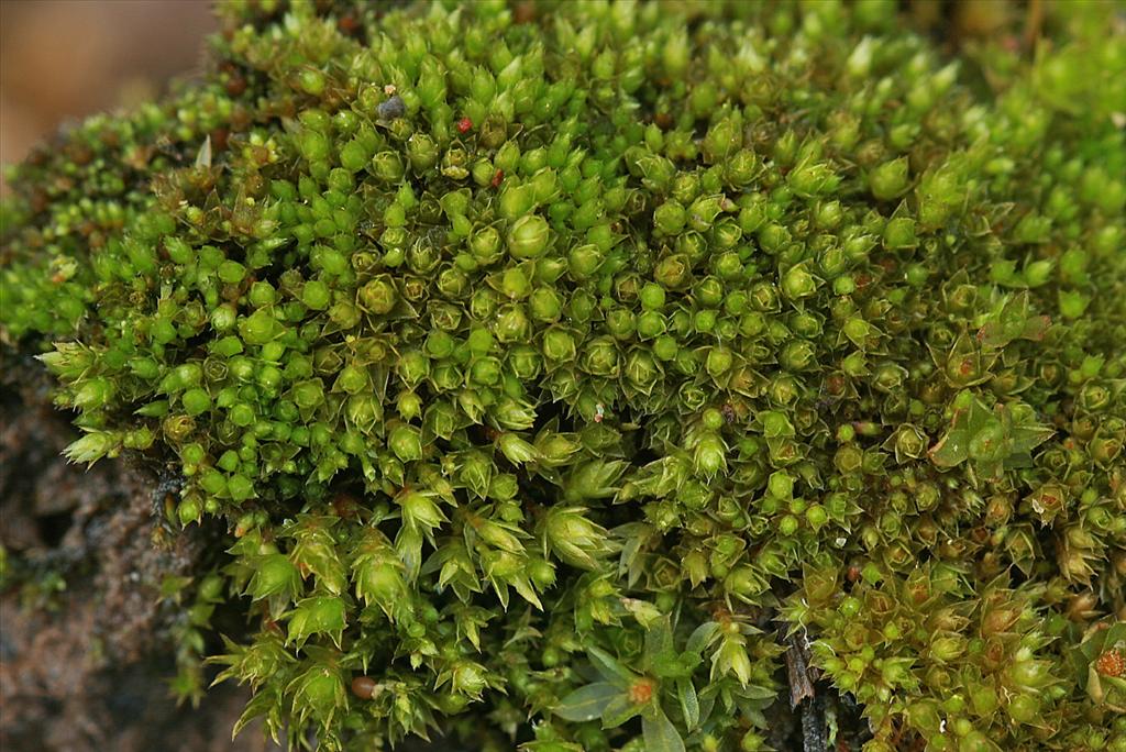 Bryum dichotomum (door Jan Kersten)