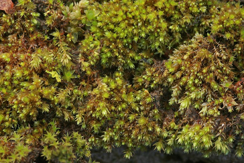 Bryum dichotomum (door Jan Kersten)