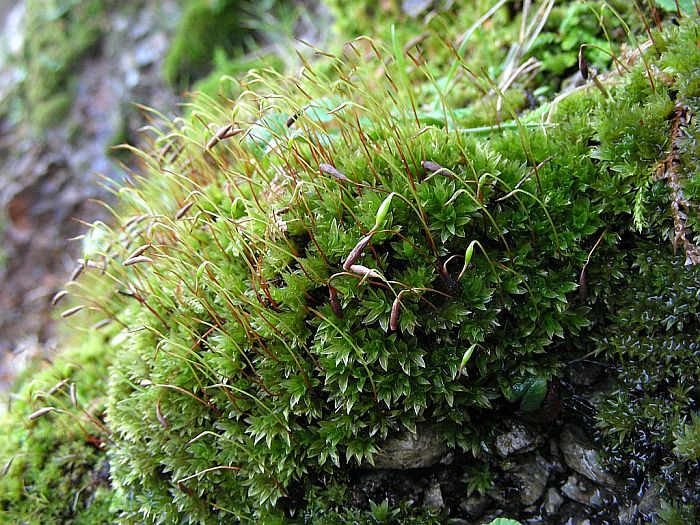 Bryum donianum (door Michael Lueth (www.milueth.de))