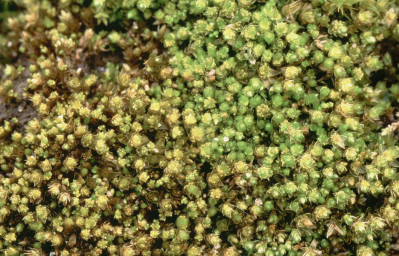 Bryum gemmiferum (door Klaas van der Veen)