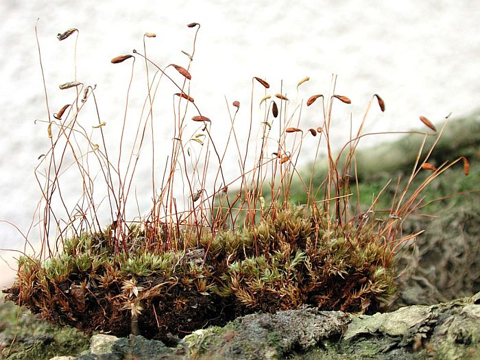 Bryum intermedium (door Michael Lueth (www.milueth.de))