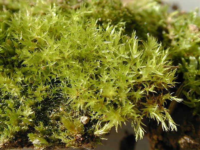 Bryum microerythrocarpum (door Michael Lueth (www.milueth.de))