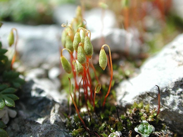 Bryum pallescens/creberrimum/lochocaulon (door Michael Lueth (www.milueth.de))