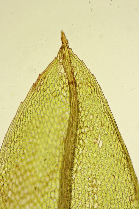 Bryum pseudotriquetrum (door Jan Kersten)