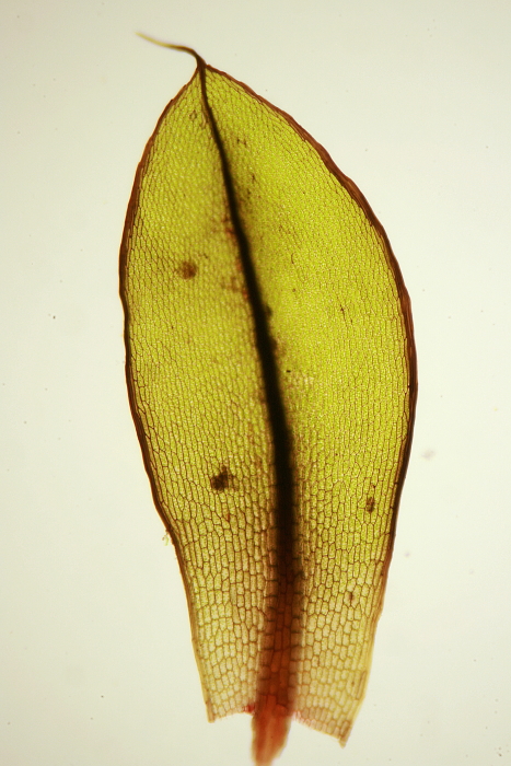 Bryum pseudotriquetrum (door Jan Kersten)