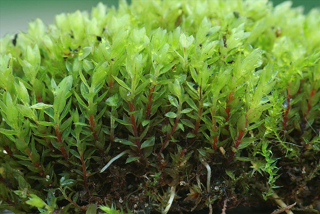 Bryum pseudotriquetrum (door Jan Kersten)