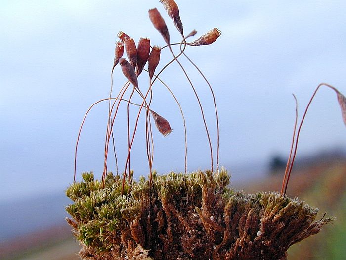 Bryum radiculosum (door Michael Lueth (www.milueth.de))