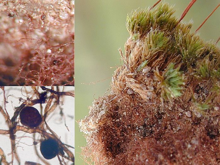 Bryum radiculosum (door Michael Lueth (www.milueth.de))