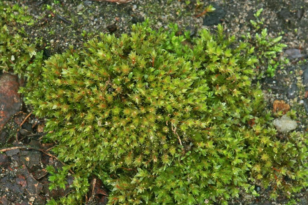 Bryum rubens (door Jan Kersten)