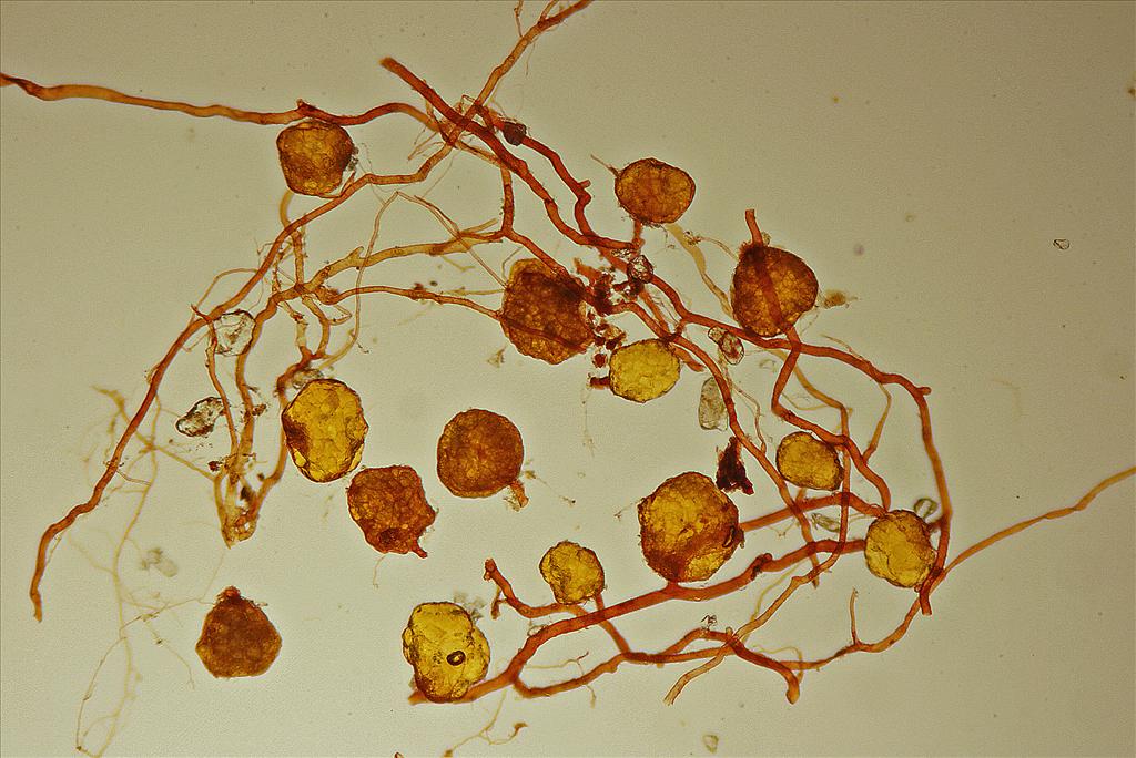 Bryum tenuisetum (door Jan Kersten)