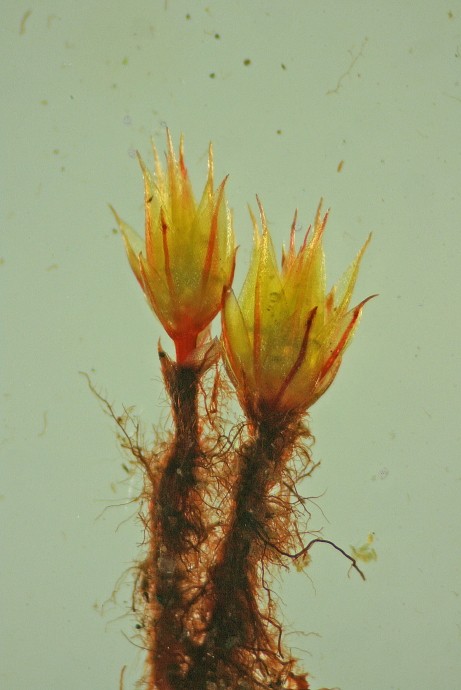 Bryum tenuisetum (door Jan Kersten)