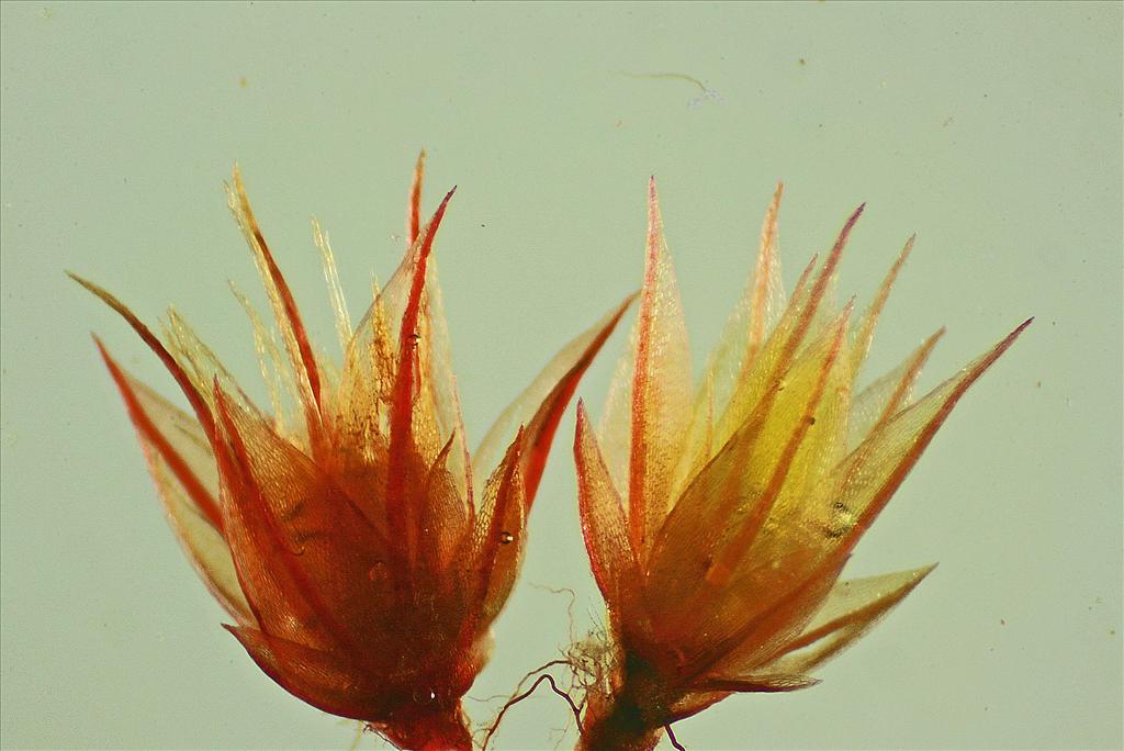 Bryum tenuisetum (door Jan Kersten)