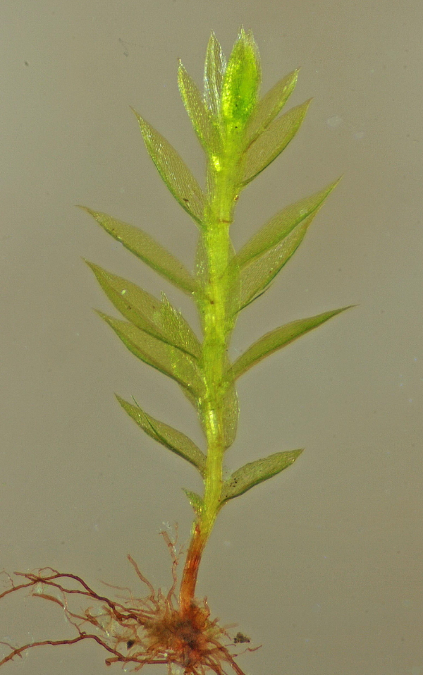 Bryum tenuisetum (door Jan Kersten)