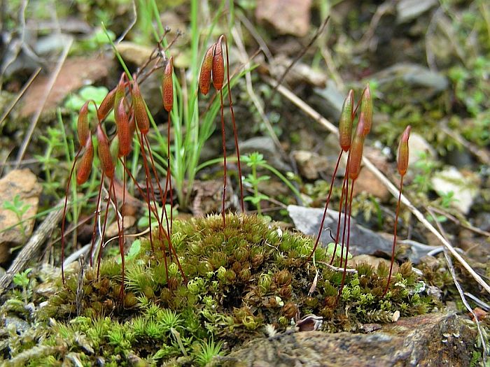 Bryum torquescens (door Michael Lueth (www.milueth.de))