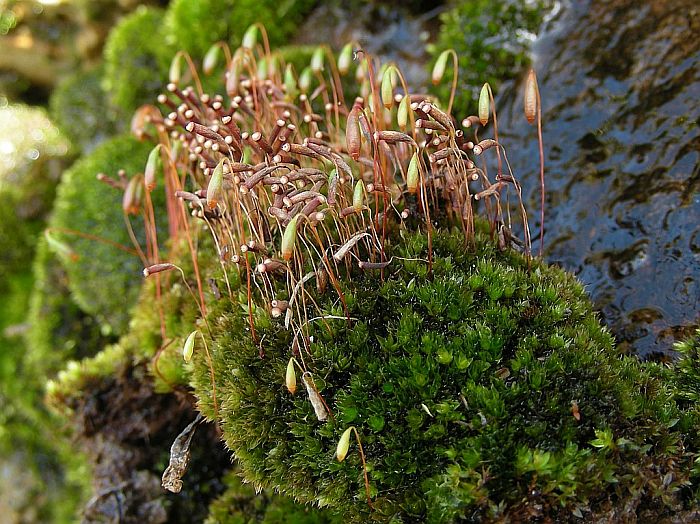 Bryum torquescens (door Michael Lueth (www.milueth.de))