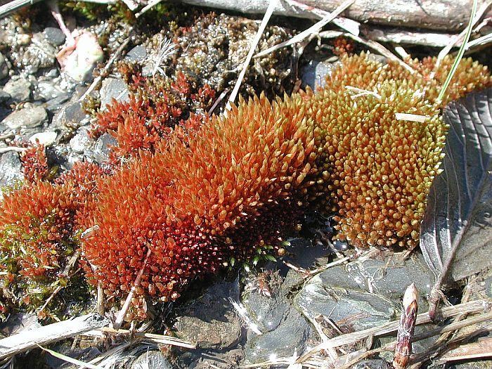 Bryum turbinatum (door Michael Lueth (www.milueth.de))