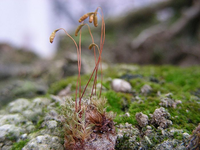 Bryum uliginosum (door Michael Lueth (www.milueth.de))