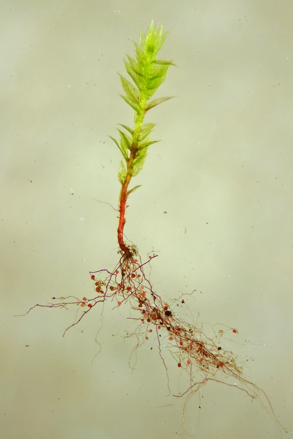 Bryum violaceum (door Jan Kersten)