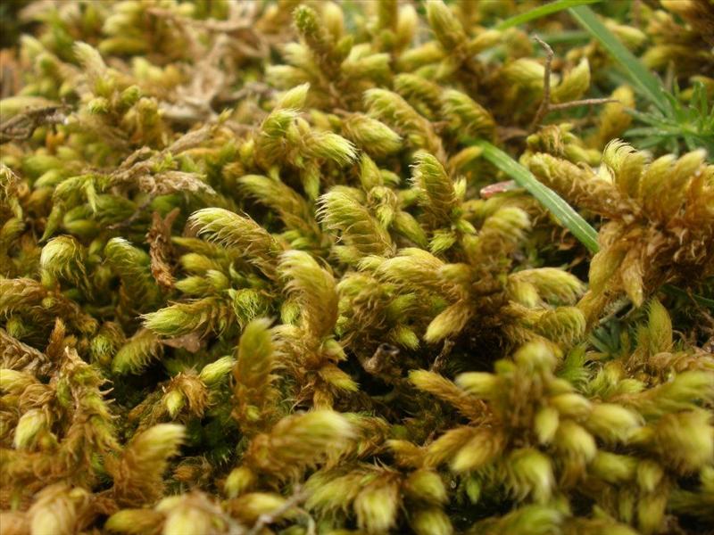 Rhytidium rugosum (door Maarten Langbroek)