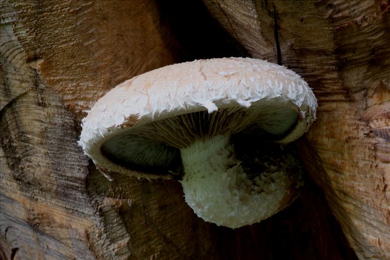 Hemipholiota populnea (door Fons. Kolkman)