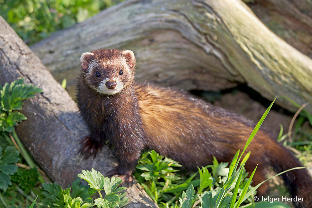 Mustela putorius (door Jelger Herder)