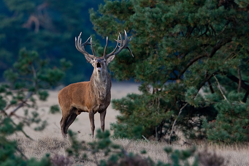 Cervus elaphus (door John Breugelmans)